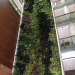 University of Ottawa Living Wall